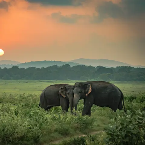 To elefanter i solnedgangen på Sri Lanka.
