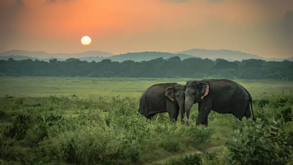 To elefanter i solnedgangen på Sri Lanka.